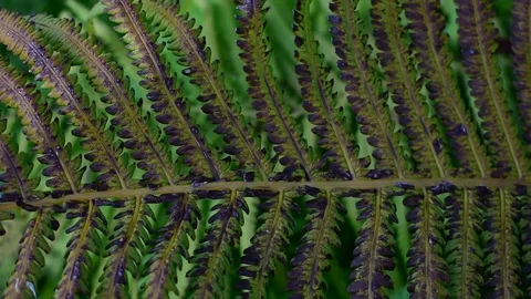 Withering fern Stock Footage 115104882