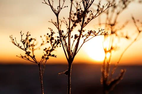 Withering flowers at sunset on Roback's fields in Umea Foto stock