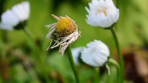 Withering Stock Footage 115982915