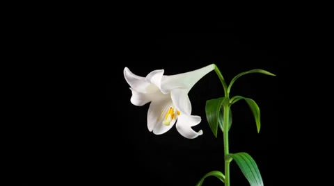 Withering lily Stock Footage 31077228