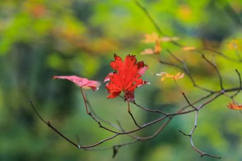 Withering maple leaf Stock Photos
