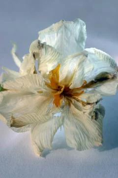 Withering Stock Photos