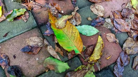 The Withering Process: Capturing the Beauty of Decay Stock Photos