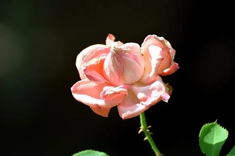 Withering rose in the garden. Photos