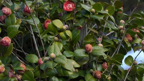 Withering rosebuds in the park Stock Footage 233365841