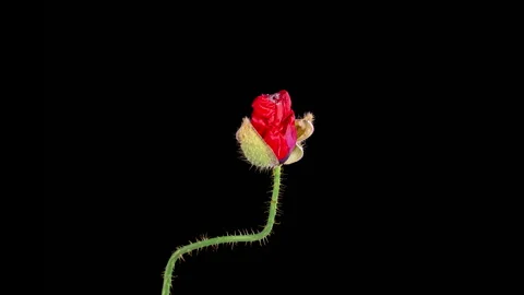 Withering Wild Poppy Flower Stock Footage 256155341