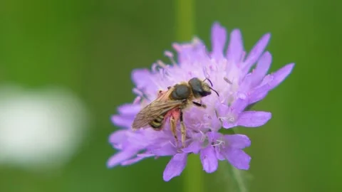 Within the Blossom – A Bee in Search of Nectar Stock Footage 312161832