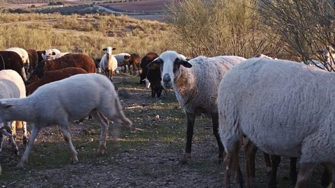 Within flock of sheep grazing on hilly landscape, at sunset Stock Footage 100980051