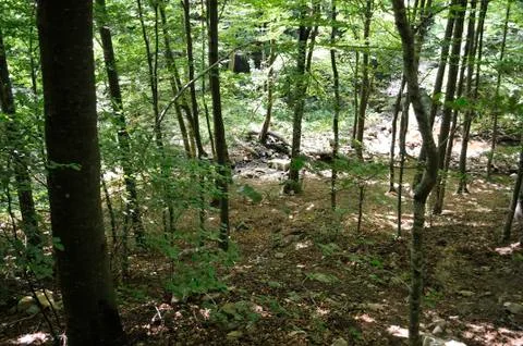 Within the forest Stock Photos