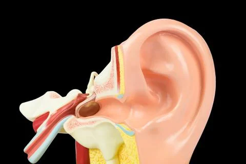 Within human ear model on black background Stock Photos