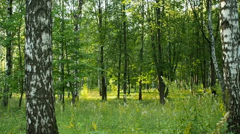 Within the mixed forest, sunset, temperate continental climate zone of the Earth Stock Footage 67108257