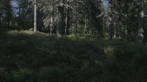 Within the Woods. Trees in Black Forest. Stock Footage 48013806