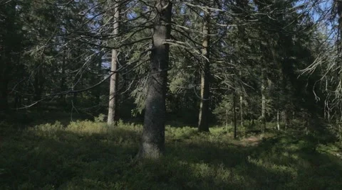 Within the Woods. Trees in Black Forest. Stock Footage 48013861