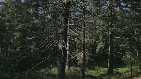 Within the Woods. Trees in Black Forest. Stock Footage 48013877