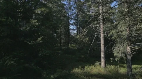Within the Woods. Trees in Black Forest. Stock Footage 48013898