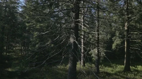 Within the Woods. Trees in Black Forest. Stock Footage 48013943