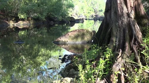 The Withlacooche River, Florida Stock Footage 76812232