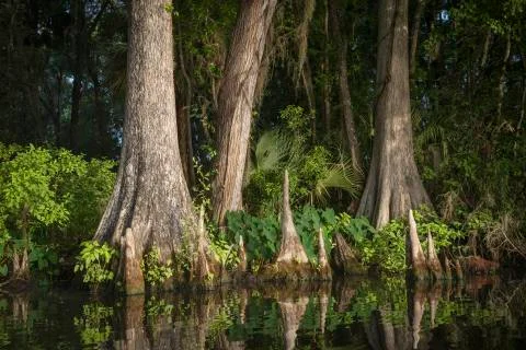 Of The Withlacoochee Stock Photos