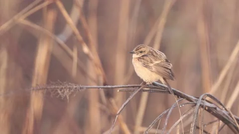 Without editing 4k resolution footage of a siberian stonechat (female). Stock Footage 230899637