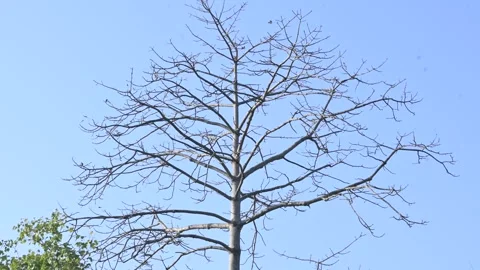 Without Leaves Bombax ceiba tree in the autumn season. 스톡 동영상 335448519