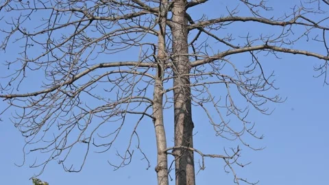 Without Leaves Bombax ceiba tree in the autumn season. Stock Footage 335448548