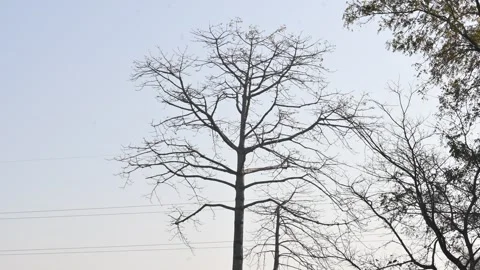 Without Leaves Bombax ceiba tree in the autumn season. Stock Footage 335448668