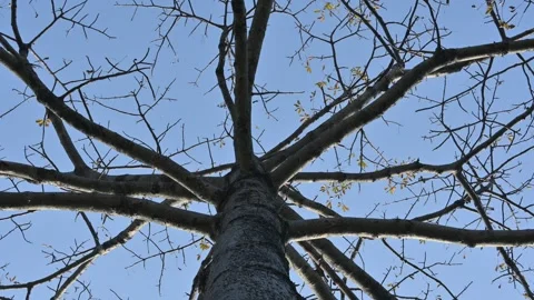 Without Leaves Bombax ceiba tree in the autumn season. Stock Footage 335448747