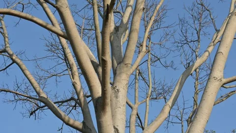 Without Leaves Ficus religiosa tree in the autumn season. Vidéo 335388686