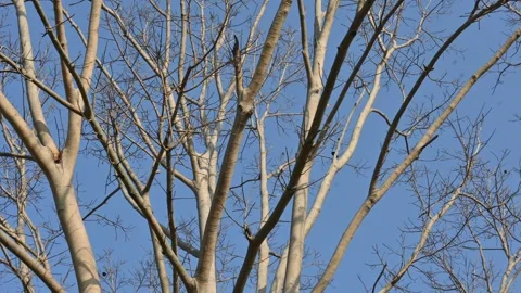Without Leaves Ficus religiosa tree in the autumn season. Stock Footage 335388700
