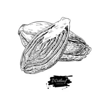 Witloof vector drawing set. Isolated hand drawn  sliced belgian Stock Illustration