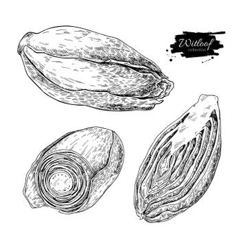 Witloof vector drawing set. Isolated hand drawn  sliced belgian Stock Illustration