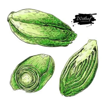 Witloof vector drawing set. Isolated hand drawn  sliced belgian Stock Illustration