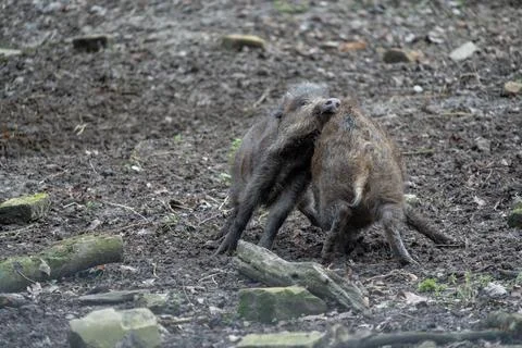 Witness the lively interaction between two robust wild boars as they engage. Stock Photos