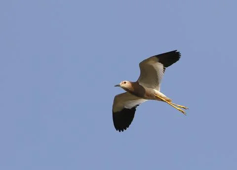 Witstaartkievit, White-tailed Lapwing, Vanellus leucurus Stock Photos