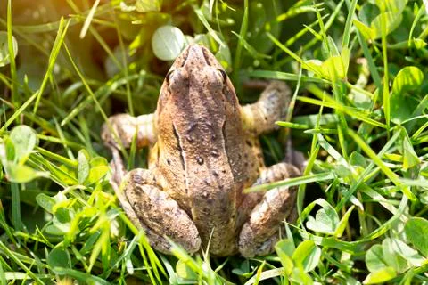 A witty frog sits on the grass under the rays of the sun. Swamp frog close-up Stock Photos