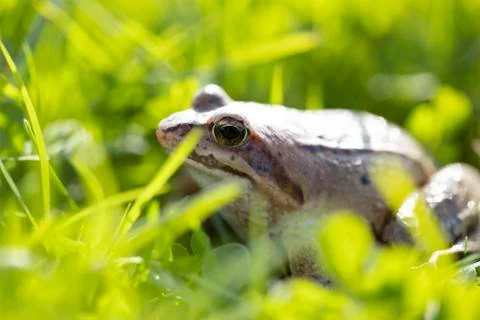 A witty frog sits on the grass under the rays of the sun. Swamp frog close-up Stock Photos