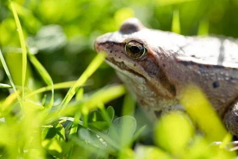 A witty frog sits on the grass under the rays of the sun. Swamp frog close-up Stock Photos