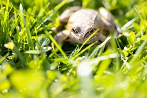 A witty frog sits on the grass under the rays of the sun. Swamp frog close-up Stock Photos