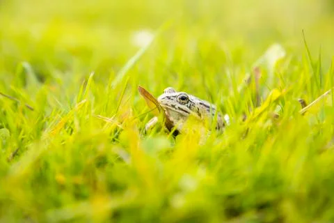 A witty frog sits on the grass under the rays of the sun. Swamp frog close-up Foto stock