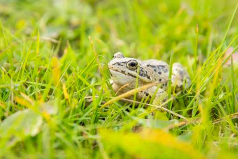 A witty frog sits on the grass under the rays of the sun. Swamp frog close-up Stock Photos