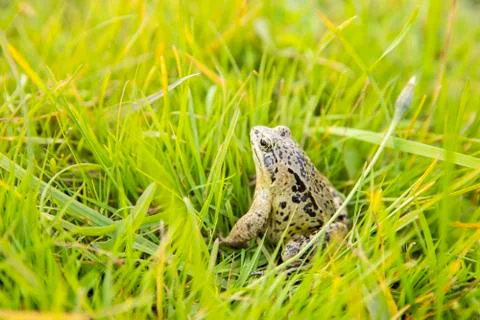 A witty frog sits on the grass under the rays of the sun. Swamp frog close-up Foto stock
