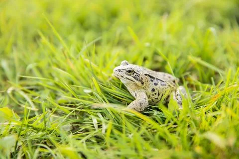 A witty frog sits on the grass under the rays of the sun. Swamp frog close-up Stock Photos