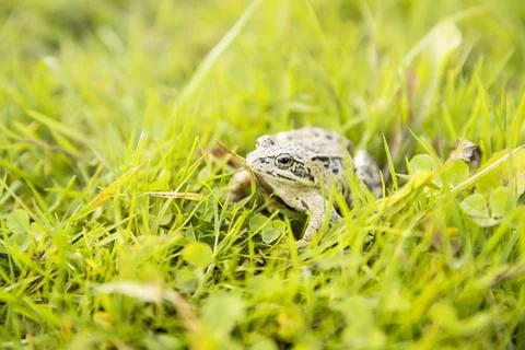 A witty frog sits on the grass under the rays of the sun. Swamp frog close-up Foto stock