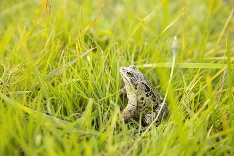 A witty frog sits on the grass under the rays of the sun. Swamp frog close-up Foto stock