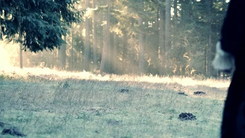 Wizard Wanderer walking on the cold meadow towards the golden sun beams Stock-Footage 70340131
