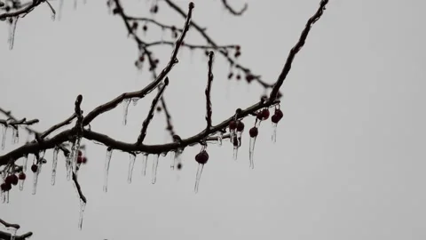Wizened berries on a tree covered with icicles Stock Footage 150477461