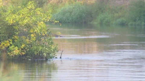 Wkra River in Poland. Stock Footage 67962053