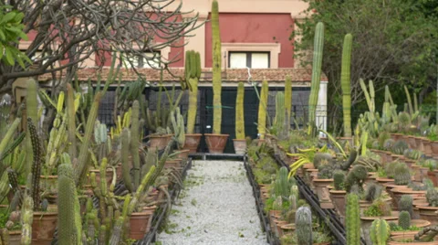 WL / TL D Walking down a prickly aisle of cactuses Stock Footage 37130047