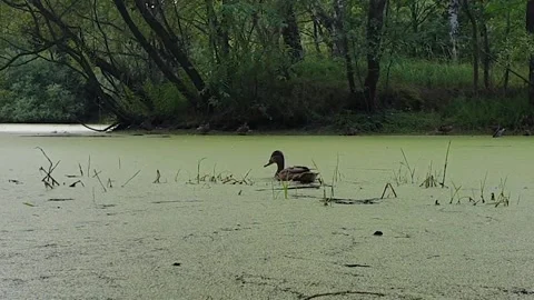 Wld ducks in a green pond Stock Footage 158062471