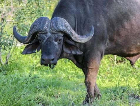 Wld old buffalo bull eats grass in the African savanna. Stock Photos